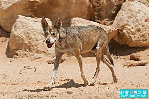 世界上体型最小的狼：阿拉伯狼，17天不吃东西(仅18公斤)