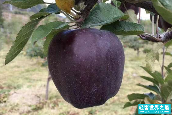 世界上最稀有的水果:黑色苹果/红色香蕉(你见过吗)