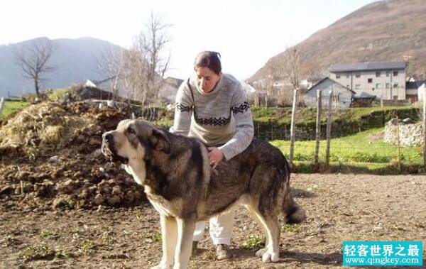世界大型犬排名前五位，90公分的高加索犬仅排第三位