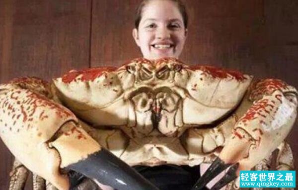 世界上最重的螃蟹，澳洲皇帝蟹（重72斤/味美营养丰富）