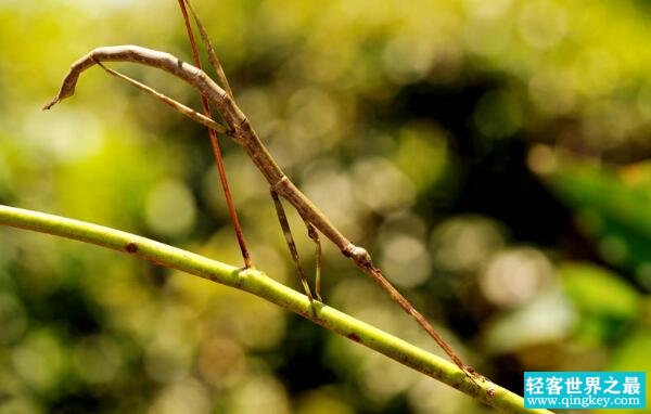 世界上最大的昆虫，中国发现最长竹节虫（62.4厘米）