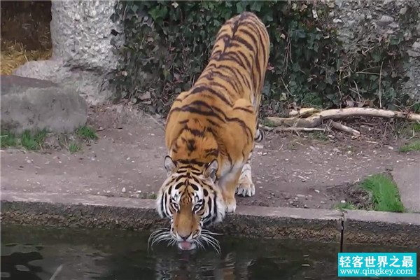 800公斤史上最大的老虎是什么 东北亚巨虎（已经消失）