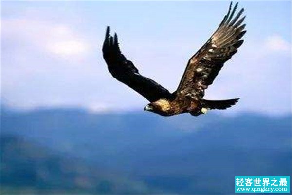 世界上寿命最长的鸟是什么 赤鹰为什么能活这么久