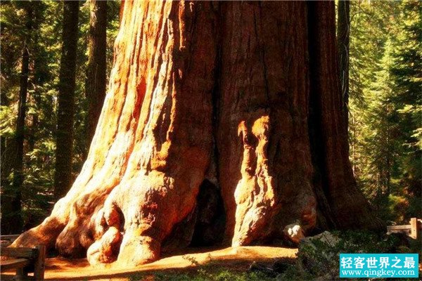 世界上最大的植物排名 雪曼将军树上榜猴面包树稍逊一筹