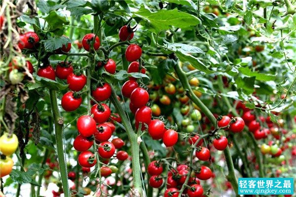 世界上最小的番茄是什么 千禧果（营养价值高）