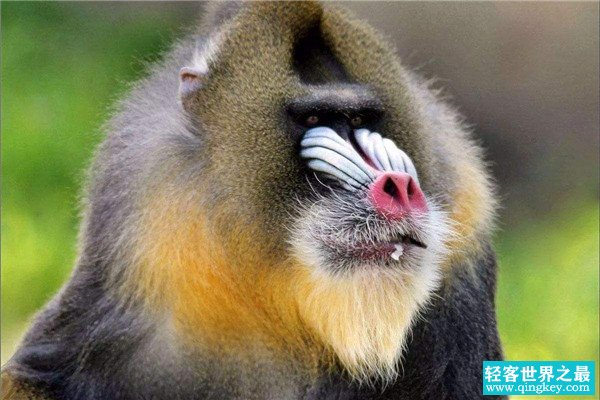世界上最大的猴科动物是什么 山魈（经常被认为妖魔鬼怪）