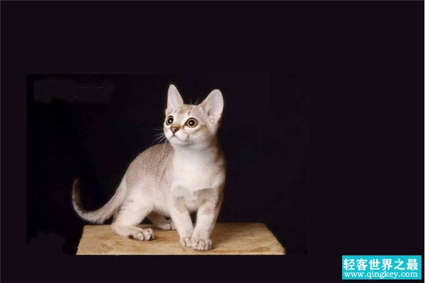 世界上最小的猫品种 新加坡猫的特点是什么