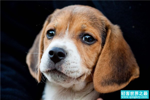 世界上最小的狩猎犬是什么 比格犬（体高不足41厘米）