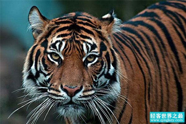 现存世界上最小的老虎 小的让人不敢想象的苏门答腊虎