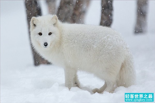 世界上最漂亮的狐狸 北极狐（外表可爱美丽）