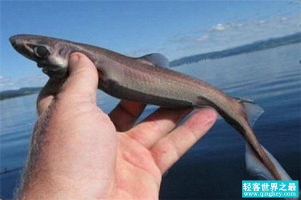 世界上最小的鲨鱼品种 硬背侏儒鲨（体长仅30厘米）
