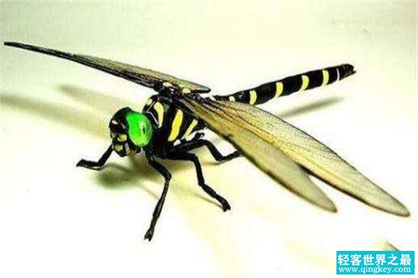 世界上捕杀率最高的蜻蜓是什么 鬼蜻蜓（善于捕猎）