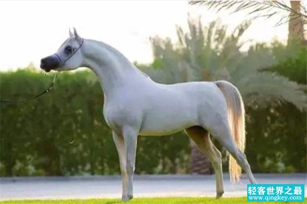 世界上最名贵的马是什么 阿拉伯马（世界最古老马种）