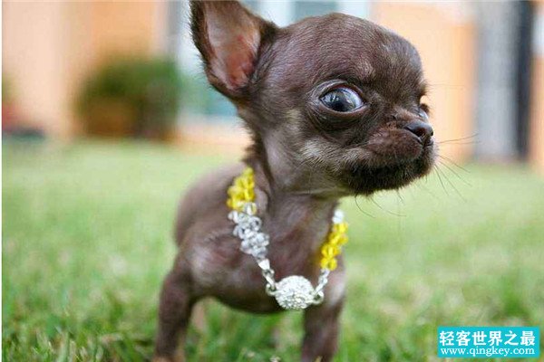 世界最小狗是什么 叫蜜莉的吉娃娃（体长9.65厘米）