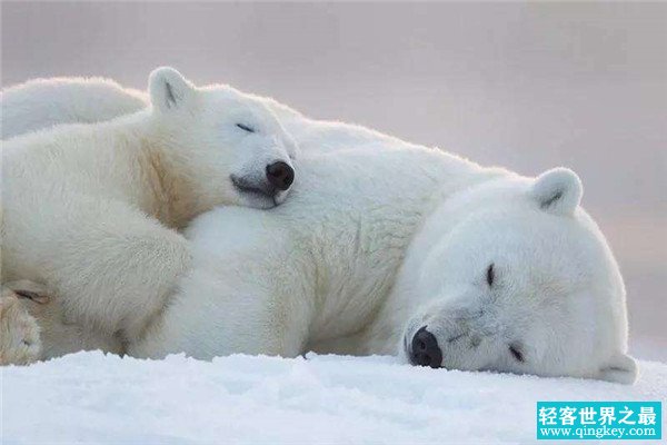 世界咬合力陆地最大的动物十大 北极熊第一咬合力相当强悍