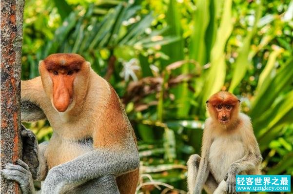 世界上鼻子最长的猴子 长鼻猴（鼻长度达8厘米）