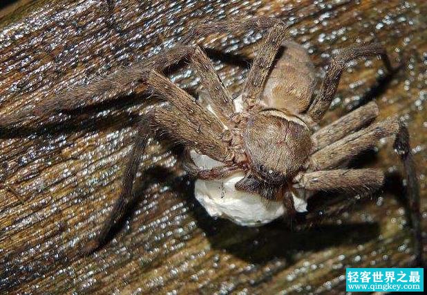 世界上最大的室内蜘蛛 白额高脚蛛 (体长10厘米 蟑螂的克星 )