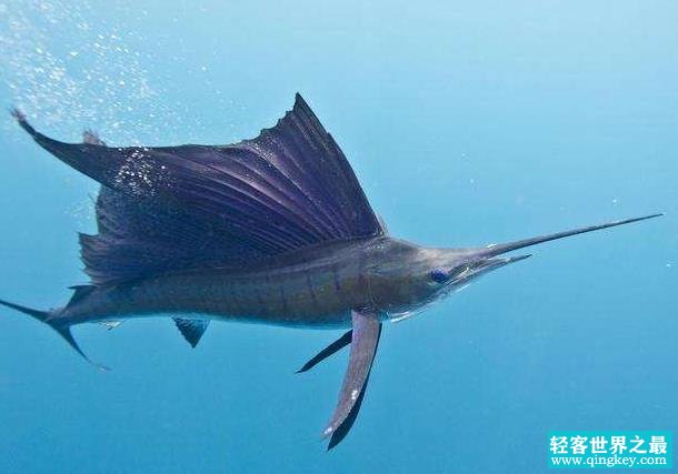 世界上游得最快的鱼 旗鱼(一秒能游30秒 自身带有长枪)