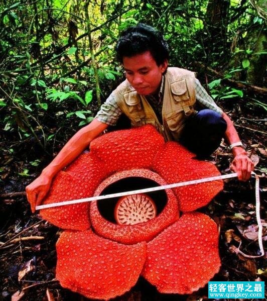 世界上最大的花，大王花直径1.4米能吃人(图片)