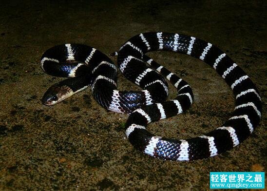 中国毒性最强的蛇，银环蛇(毒液致死量仅0.08毫克)