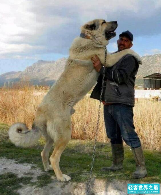 世界上最大的狗排名，土耳其坎高犬堪比小马能骑乘
