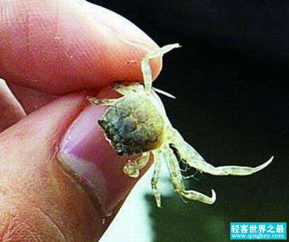 世界上最小的螃蟹，豆蟹仅黄豆大小寄生贝类(视频)