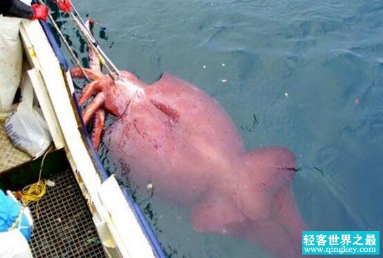 世界上最大的乌贼，大王酸浆鱿(20米/600斤)