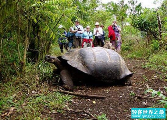 世界上最大的乌龟，加拉帕戈斯象龟(长6米/重800斤)