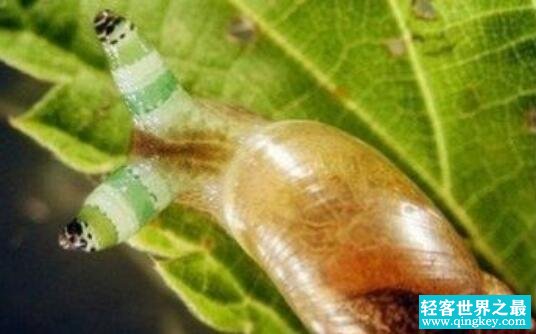 恐怖的僵尸蜗牛，大脑被寄生虫侵蚀后成傀儡(视频)