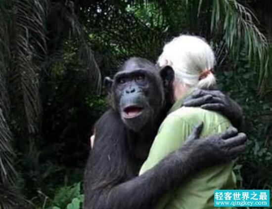 世界上最聪明的动物排名，黑猩猩仅次于人类智商/同一祖先
