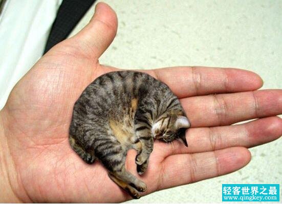 世界上最小的猫皮堡斯，只有3个鸡蛋大(基因突变长不大)