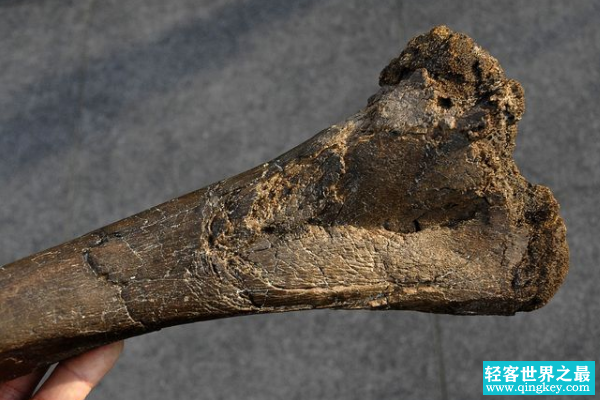 澳洲盗龙:最原始的澳洲恐龙(仅出土一块左胫骨)