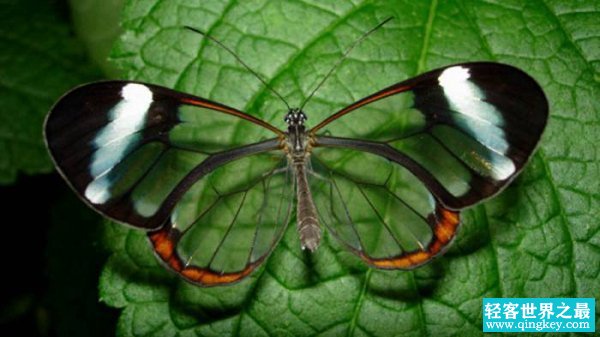 玻璃蝴蝶 让人向往和迷恋的存在（翅膀透明）