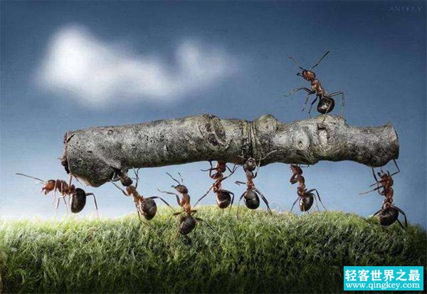 蚂蚁效应的哲学寓意 蚂蚁效应对人类的启发