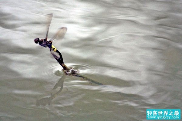 蜻蜓为什么要点水?受精卵在水中才能孵化(繁衍动作)