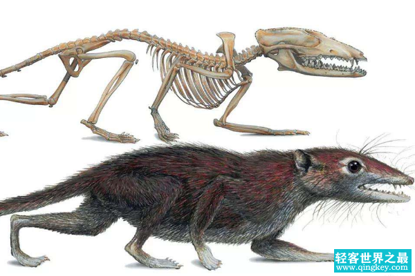 古猿的祖先是什么动物?最早有胎盘哺乳类(生于1.6亿年前)