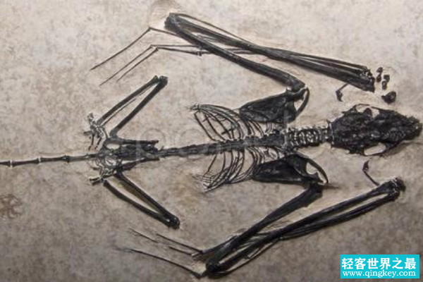 蝙蝠的祖先是什么动物?最古老飞行哺乳类(仅14厘米长)