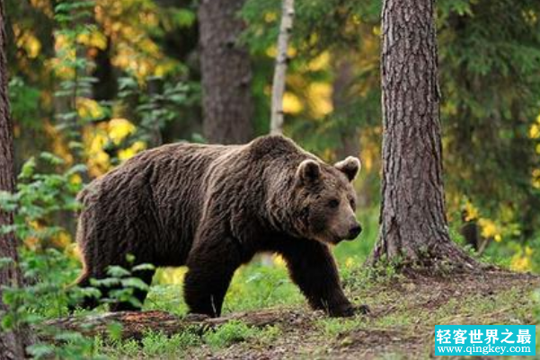 棕熊：陆地上第二重肉食动物，超老虎2倍(800公斤)