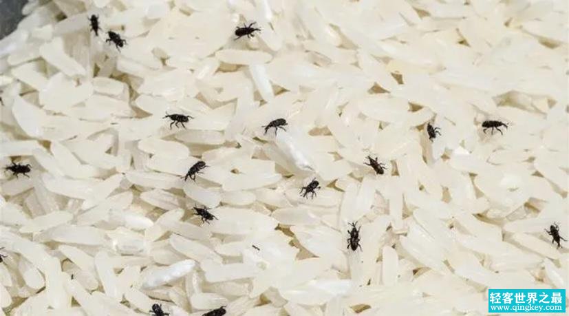 大米如果储存的时间久了就会长出虫子，是因为什么呢？