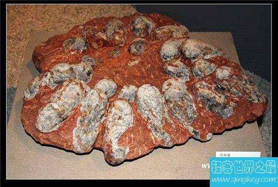 恐龙蛋化石历史久远，中国的化石数目惊人