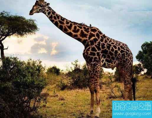 世界最高长颈鹿，身高达到了6米