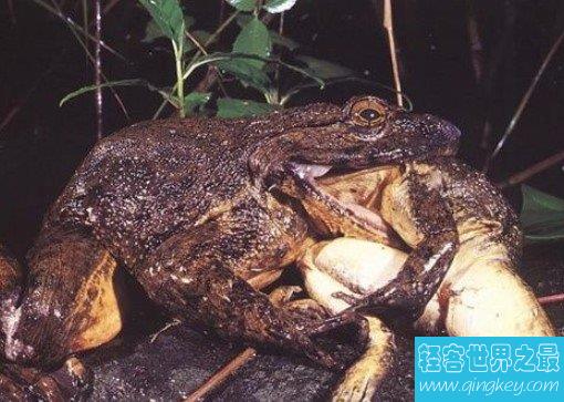 有史以来最大的青蛙，魔鬼蛙敢偷吃霸王龙幼崽