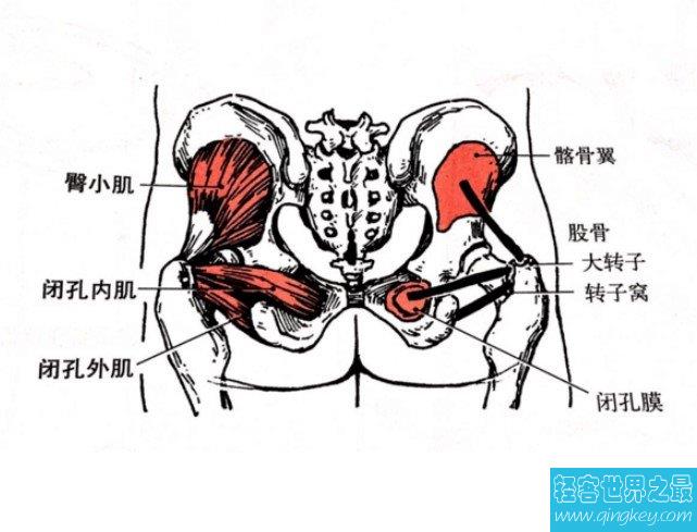人体最大的肌肉是哪一块，屁股上的臀大肌