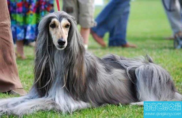 世界上最漂亮的犬种 阿富汗犬因太残暴被禁止饲养
