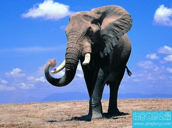 世界上最大的大象，相当于9辆汽车