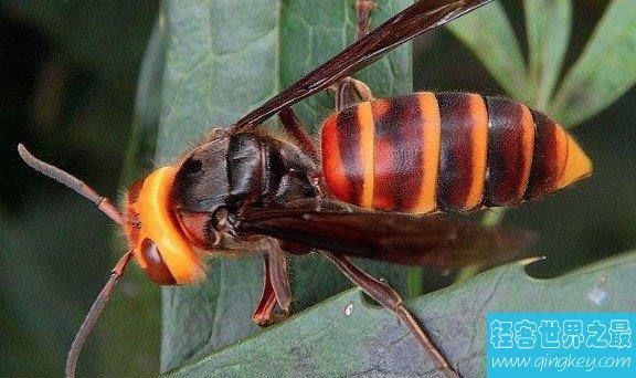 世界上最大的马蜂，是普通马蜂的2倍