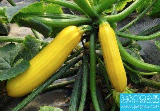 葫芦瓜与西葫芦的区别，极品蔬菜葫芦瓜的功效及吃法