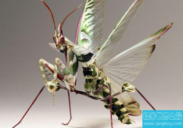 螳螂中体型最大的一类，有着“螳螂之王”的称号
