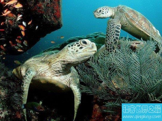 世界最长寿的动物之海龟，寿命最长能活300多岁