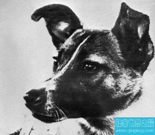 第一个遨游太空的流浪狗,也是第一个死在太空的生物